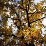 low angle shot of a tree with yellow leaves