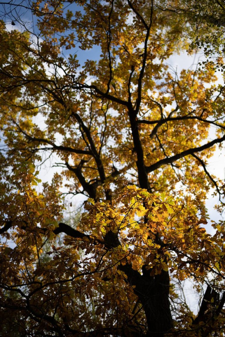 low angle shot of a tree with yellow leaves